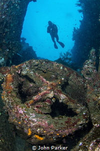 Liberty wreck and diver by John Parker 